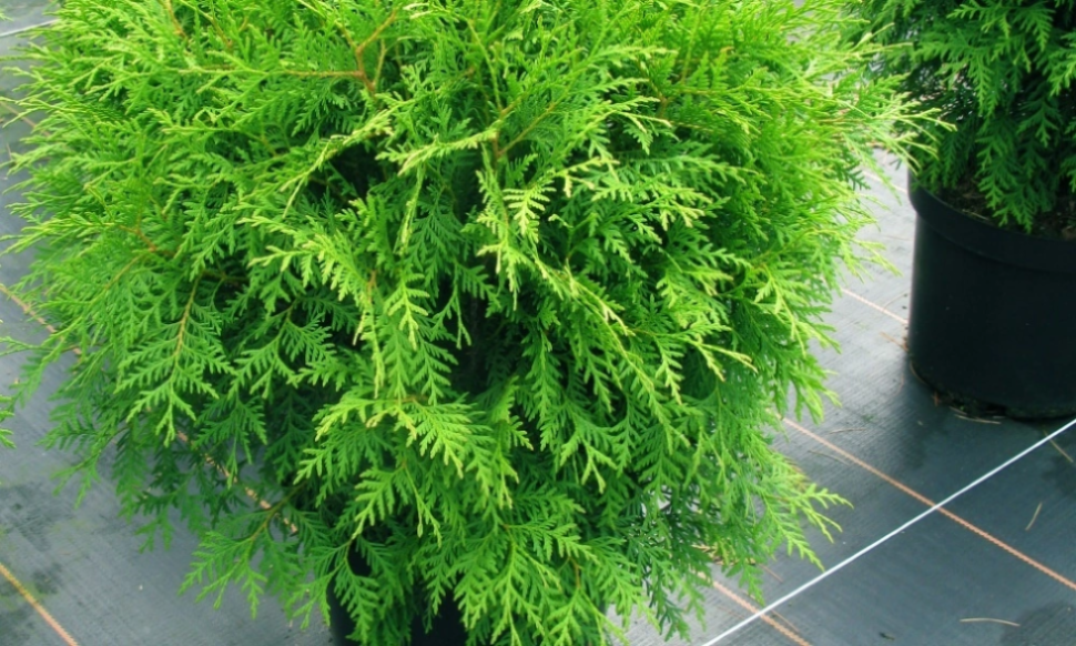 Туя западная Глобоза